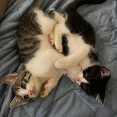 元気な子猫2匹の里親募集 - 猫