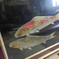 (お引渡し決定しました。)　鯉　無料の画像