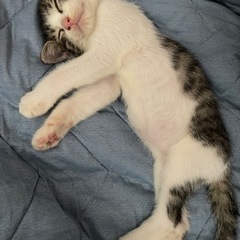 元気な子猫2匹の里親募集 − 東京都