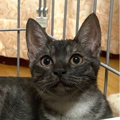 ブラックの縞々美猫
