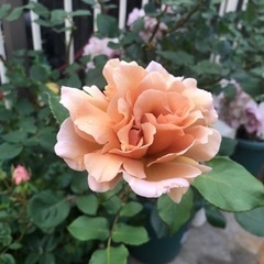 バラ大苗　ジュリア【受け渡し予定者決定しました】