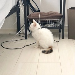 【トライアル決定！】しっぽだけ三毛！おめめくりくりの美猫ちゃん - 里親募集