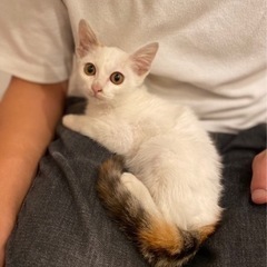 【トライアル決定！】しっぽだけ三毛！おめめくりくりの美猫ちゃん - 福岡市
