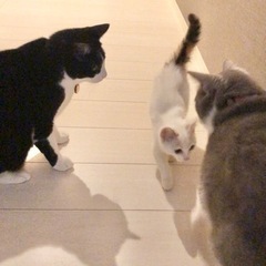 【トライアル決定！】しっぽだけ三毛！おめめくりくりの美猫ちゃん − 福岡県