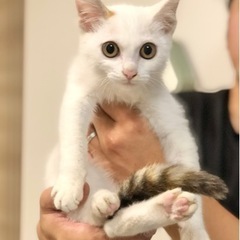 【トライアル決定！】しっぽだけ三毛！おめめくりくりの美猫ちゃん - 猫