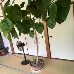 観葉植物　ウンベラータ