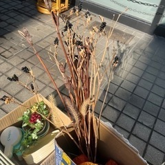 ドライフラワー、ホオズキの画像