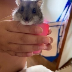 ハムスター