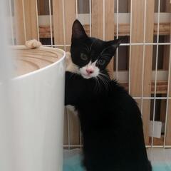 里親募集です!