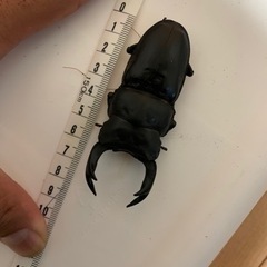 オオクワガタ能勢YGペア