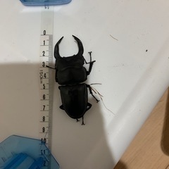 オオクワガタ能勢YGペア2