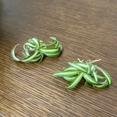 オリズルラン　ボニー子株　　観葉植物の画像