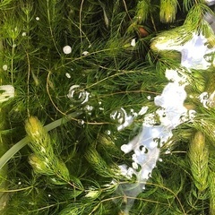 マツモ（水草）