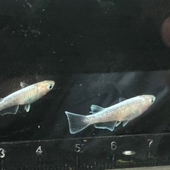 メダカ　ルアンモルフォ　2ペアの画像