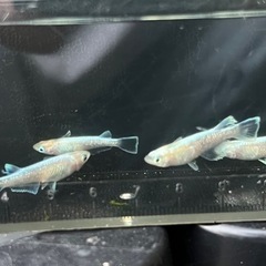 メダカ　ルアンモルフォ　2ペアの画像