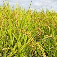 ★令和5年度　新米★