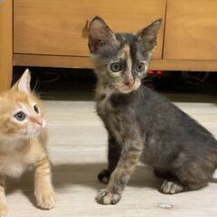 in春日井市～子猫が大集合！保護猫の譲渡会2022年9月17日（...