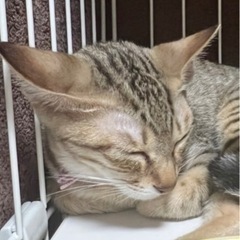 人馴れ👍　可愛いキジ兄妹と同郷の女の子❤️ - 猫