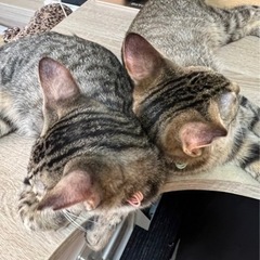人馴れ👍　可愛いキジ兄妹と同郷の女の子❤️ − 京都府