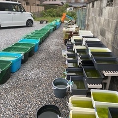 メダカ販売します😄