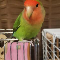 コザクラインコ探しています