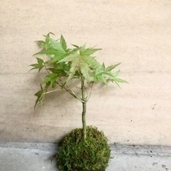 山紅葉の苔玉※9月18日まで出品