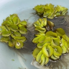 🐸🍀各種水草差し上げます¥０-無料❣️コメント必読❣️の画像