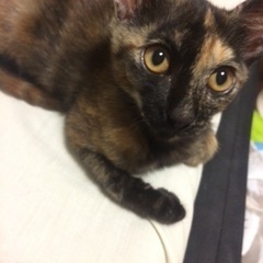 保護猫サビ猫、6ヶ月子猫、メスです。