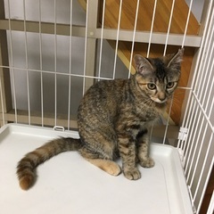 　さび猫と、少しさびが入ったキジ猫。姉妹です  - 里親募集