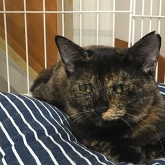 　さび猫と、少しさびが入ったキジ猫。姉妹です 