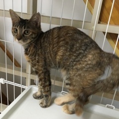 　さび猫と、少しさびが入ったキジ猫。姉妹です  − 神奈川県