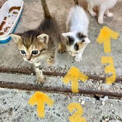 元気な子猫達(3匹）です