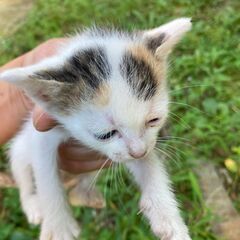 元気な子猫達（2匹）です