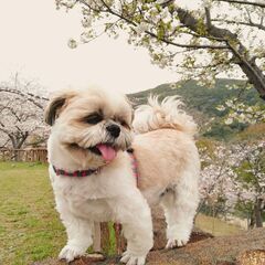 犬友になってください − 長崎県