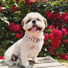 犬友になってください - メンバー募集