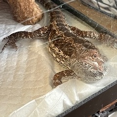 フトアゴ