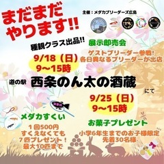 メダカブリーダーズ広島　めだか掬い、展示即売会