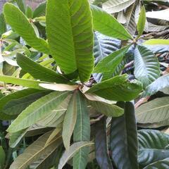 ビワの葉と枝【小動物・げっ歯類のエサ】無農薬。大きなダンボール箱...