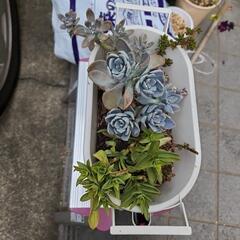 多肉植物【決定しました】