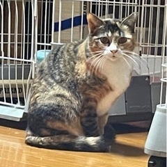 里親募集17