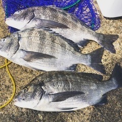 黒鯛道〜狂黒会〜　仲間募集。 − 宮城県