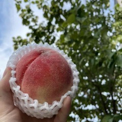 あの話題の八百屋ベンチャー企業 オープニングスタッフ大募集！！の画像