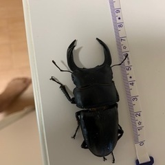 オオクワガタ能勢YG単品
