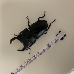 能勢YG♂