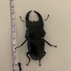 能勢YG♂２匹