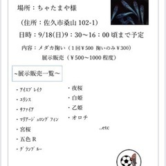 メダカ掬い、展示販売します！