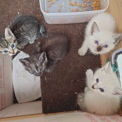 産まれて1.5カ月の子猫の里親さん募集