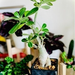 大！35cm！お得！デザイン鉢付き！人気の塊根植物アデニウム