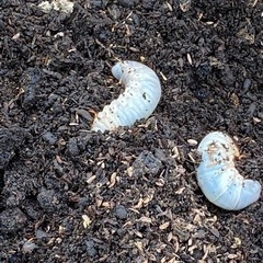 カブトムシの幼虫ですたくさんいます