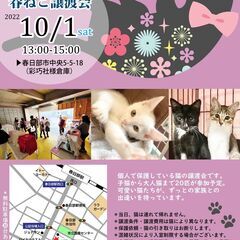 １０/１（土）春ねこ譲渡会